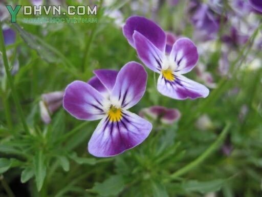 Cây Hoa bươm bướm. Viola tricolor L. - Cây Thuốc Nam Quanh Ta